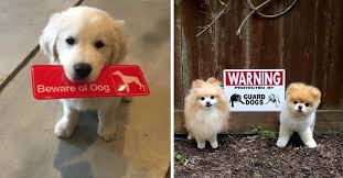 Dangerous dogs act 1991 banned breeds list. 20 Very Dangerous Dogs And Their Beware Of The Dog Signs