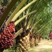(sendirian berhad) sdn bhd malaysia company is the one that can be easily started by foreign owners in malaysia. Tetangga Akrab Oil Palm Mills Sdn Bhd Office