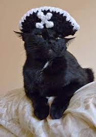 Original Pirate Hat For Pets Cute Animal Pictures Fall Cats Black Cat Lover