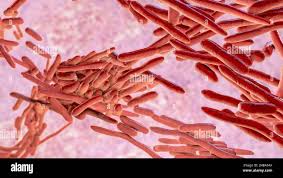 Image result for Erysipeloid