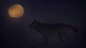 Search, discover and share your favorite howling wolf gifs. Wolf Howl Gif Wolf Howl Night Discover Share Gifs