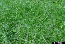 Image result for Cyperus karisimbiensis