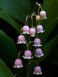 Purple Lily Of The Valley Siiiiiigh Purple Lily Of The Valley Floral Design Favorite Flo Lily Of The Valley Flowers Lily Of The Valley Purple Lily