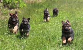 If you are unable to find your german shepherd dog puppy in our puppy for sale or dog for sale sections, please consider looking thru thousands of german shepherd dog dogs for adoption. German Shepherd Dog Puppy For Sale In North Bergen Nj Adn 22390 On Puppyfinder Com Gender Male Age 8 Dogs And Puppies German Shepherd German Shepherd Dogs