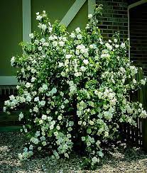 Buy Mock Orange Shrubs Philadelphus Virginal Online Free Shipping On All Orders Over 99 Immediate Delivery With Arr Mock Orange Shrubs Mock Orange Shrub
