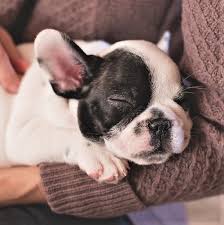 Check spelling or type a new query. Happy Paws Dog Walks