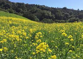 The san francisco bay area is unusual, for a major metropolitan area, in having ready access to rural and wilderness areas, as well as major urban parks. Where To See A Super Bloom In The Bay Area Kqed