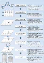 How does western blot work. What Went Wrong A Western Blot Troubleshooting Guide