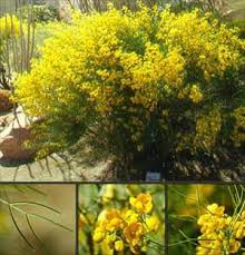 Image result for Cassia angolensis