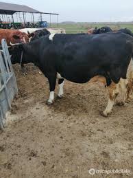 Cel mai mare site de anunturi cu vaci de vanzare. Vand O Vaca Holstein Gestanta In 8 Luni Mica Publicitate