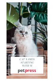 Female cat names beginning with m… macy origin: Cat Names Starting With M 250 Best Cat Name Ideas Start With M