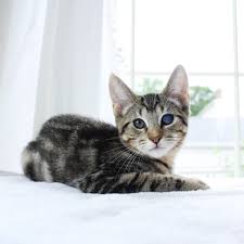 They get about 1 1/2 cups of dry food in the morning to graze on throughout the day, and scheduled wet meals. When Can A Kitten Eat Dry Food Live Long And Pawspurr