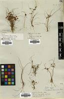 Image result for Cyperus cuspidatus