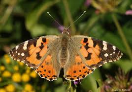 Image result for Premna mooiensis