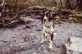 Spaniel, any of several sporting dogs used by hunters to flush game from cover. The 4 Types Of Spaniel Which Spaniel Breed Is Best For You