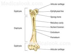 The end of the long bone is the epiphysis and the shaft is the diaphysis. Long Bone Diagram Unlabled Three Switch Wiring Diagram Free Download Begeboy Wiring Diagram Source