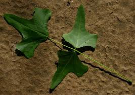 Image result for Erythrina livingstoniana