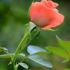 Lihat lirik sesuai abjad tanda ni holong, love heart trio unang ma diribak ho surat hu nahutogos i Bunga Ni Holong New 2017 Lyrics And Music By Trio Perdana Arranged By Bro Pande