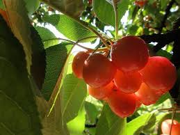 Le Temps Des Cerises Cherries Cherry Provence France Beautiful Flowers Provence Flowers