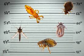 Early Signs Of Bed Bugs - 5 Red Flags To Look For - Naplab