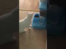 Kedi Mama Ve Su Kabi Nasil Olmalidir Youtube