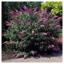 The oregon department of agriculture has approved all available varieties, with one caveat: Buddleia Pink Delight 1pc National Plant Network U S D A Hardiness Zone 5 9 Target