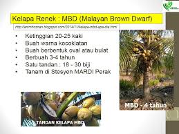 Menebuk dan membelah kelapa muda. Jabatan Pertanian Malaysia On Twitter Ciri Ciri Kelapa Rendah Yang Disyorkan Oleh Jabatan Pertanian Pilihan Ditangan Anda Https T Co Jdbriu6eja