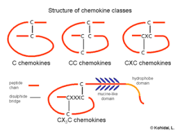 Chemokine Wikipedia