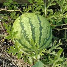 Image result for Citrullus lanatus