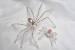 Translucent Clear Spider