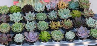 Most leaves have rounded edges that with good care can live up to 100 years! What Is A Rosette Succulent World Of Succulents