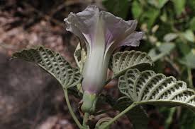 Image result for Ipomoea verbascoidea