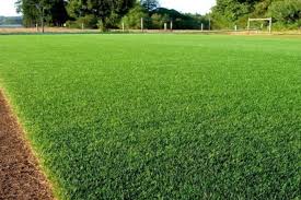 Rumput hijau yang biasanya digunakan untuk mempercantik taman adalah rumput hias. Ayo Buat Rumah Tampak Asri Dengan 8 Jenis Rumput Ini Kumparan Com