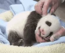 Baby Panda Sneeze Gifs Tenor