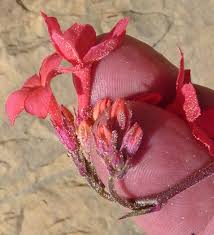 Image result for Alinula sp.