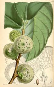 The baobab tree is able to store water in its vast trunk in order to survive the dry season. Treculia Africana Wikipedia