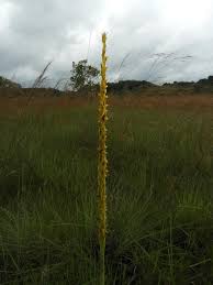 Image result for Disa ochrostachya