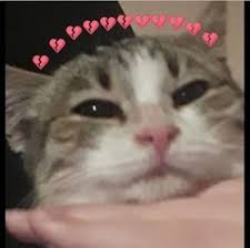 Kalbimizi Kirdilar Miuw Kedi Cat Kediler Catmemes 2020 Kedi Komik Instagram