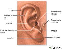 Otitis Lee Memorial Health System Ear Anatomy Human Ear Diagram Ear