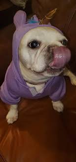 Elderly Pup's Favorite Aldi Pet Blanket