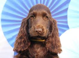 English Cocker Spaniel For Sale English Cocker Spaniel Puppies English Cocker Spaniel English Cocker Spaniel Puppies Cocker Spaniel