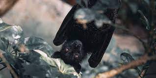 In fact, 57 percent of millennial households own a pet and the generation is 77 percent more likely than other generations. Can You Have A Pet Bat What About A Pet Otter Let S Eat Cake