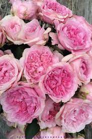 Miranda Parfum Flower Company Rose David Austin Roses Rose Wedding