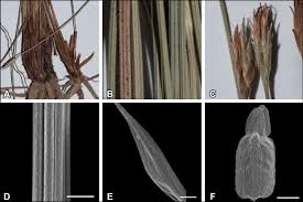 Image result for Actinoschoenus