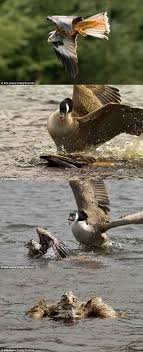 Falcon Attack Fail Canadian Goose Animals Funny Captions