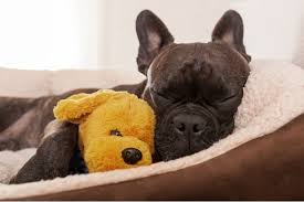 Calming beds for dogs help elevate your dog's mood, ensures a. The Best Dog Beds For Large Dogs According To A Vet Pet Life Today