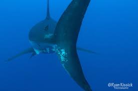 Great White Shark From Behind Great White Shark Shark White Sharks