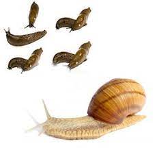 Maybe you would like to learn more about one of these? Melci Si Limacsi