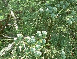 Image result for Cupressaceae