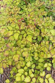 Astilbe Chinensis Amber Moon Pp 26028 Shade Perennials Shade Plants Plants